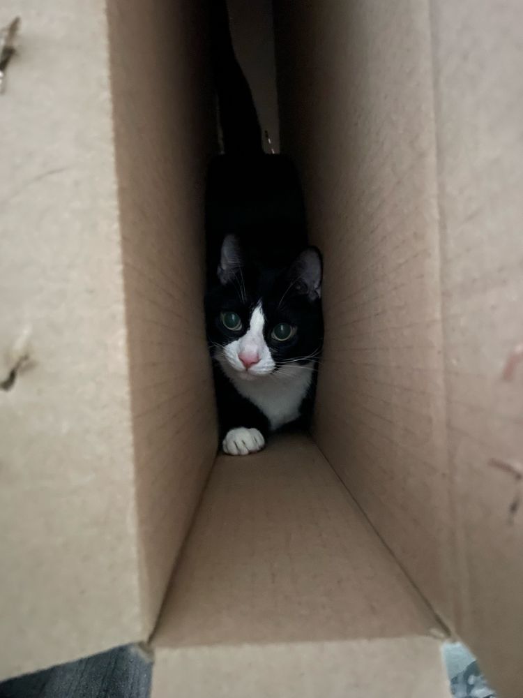 A tuxedo cat who’s at the bottom of a long, narrow box, looking pleased with herself