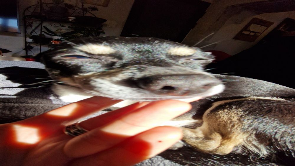 Ludjo mon chien très mignon le chien