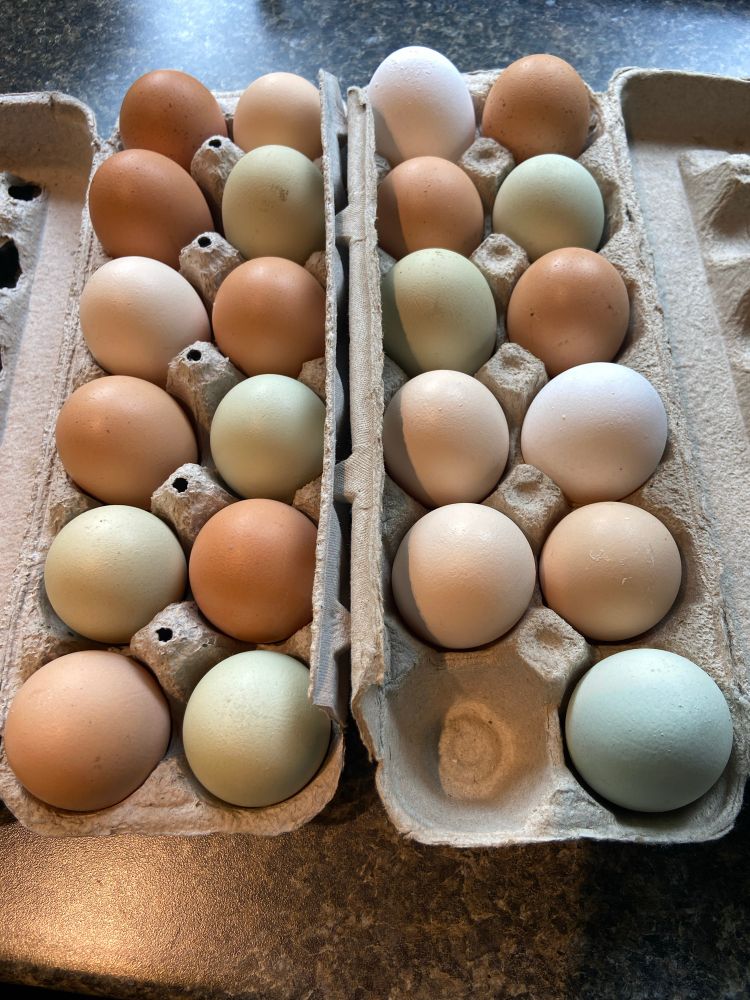 A closeup of two dozen eggs in a variety of shades of green, white, brown, beige, and tan.