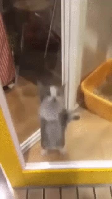 a cat is standing in front of a yellow door next to a yellow litter box .