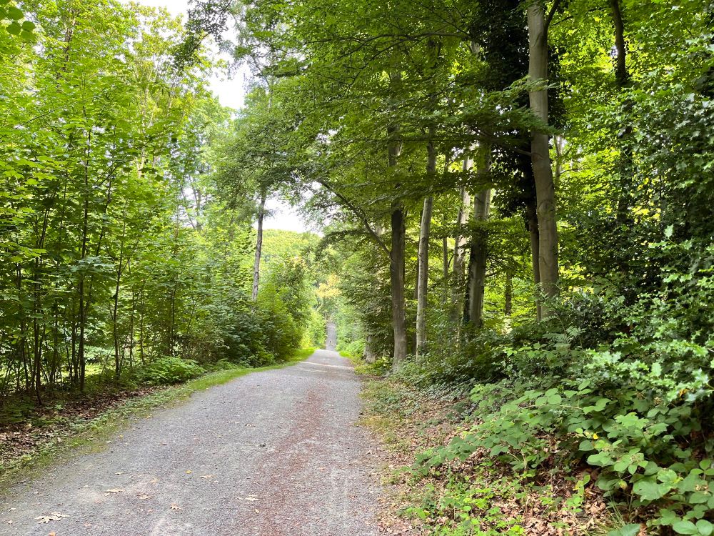 Trail in the forest in the summer sun