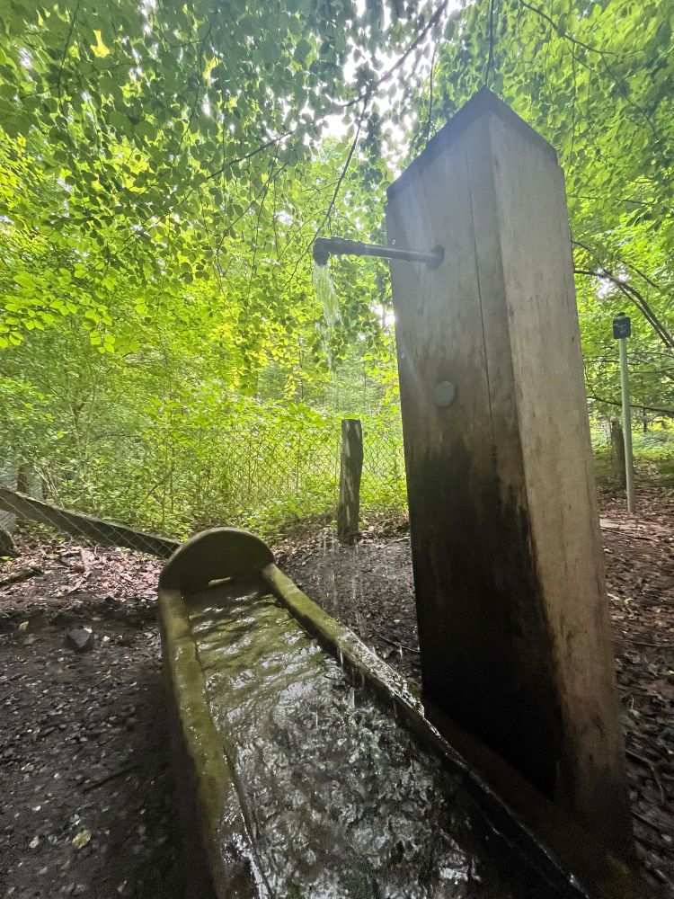 A drinking fountain in a forest.