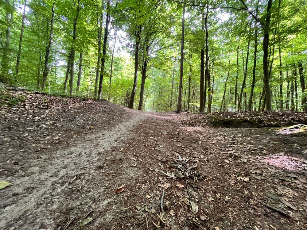 An image of a rough gravel path through a forest