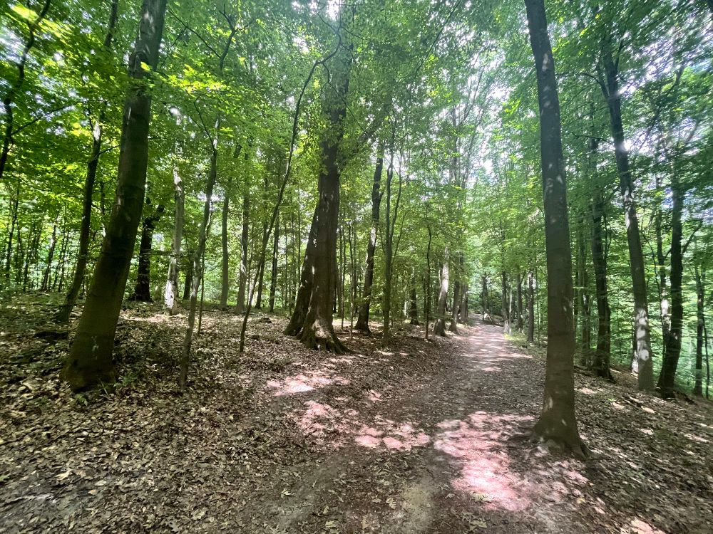 Forest trail in the sunshine
