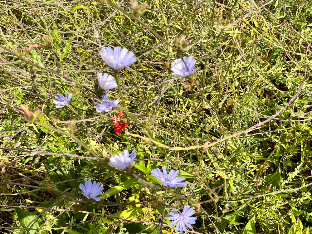 Some wild summer flowers in the sunshine