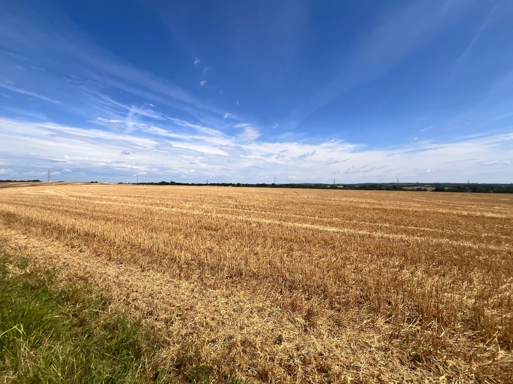 A wheat field under a sunny sky.