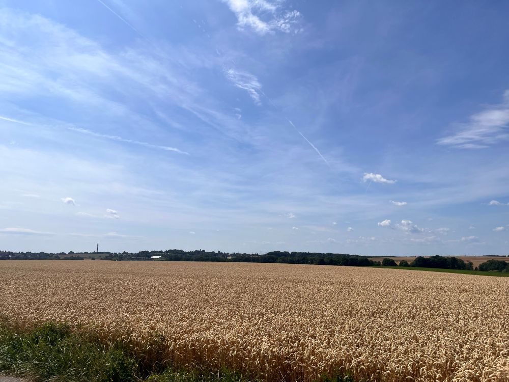 A wheat field under a sunny sky. In the background one can see a strip of trees.