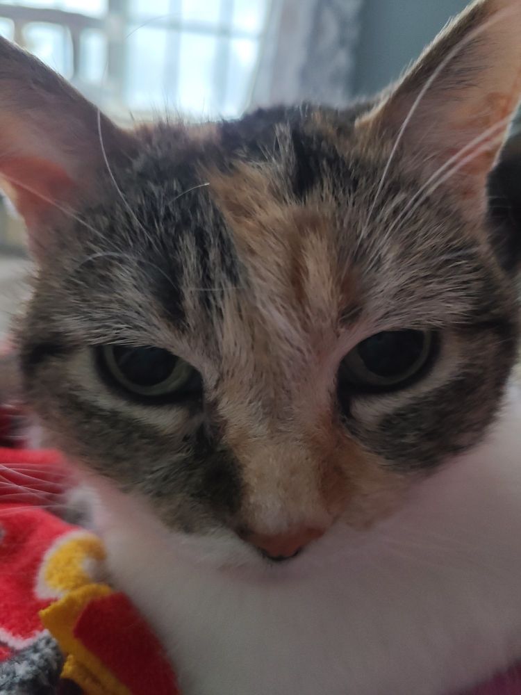 Close up shot of a calico cat's face.