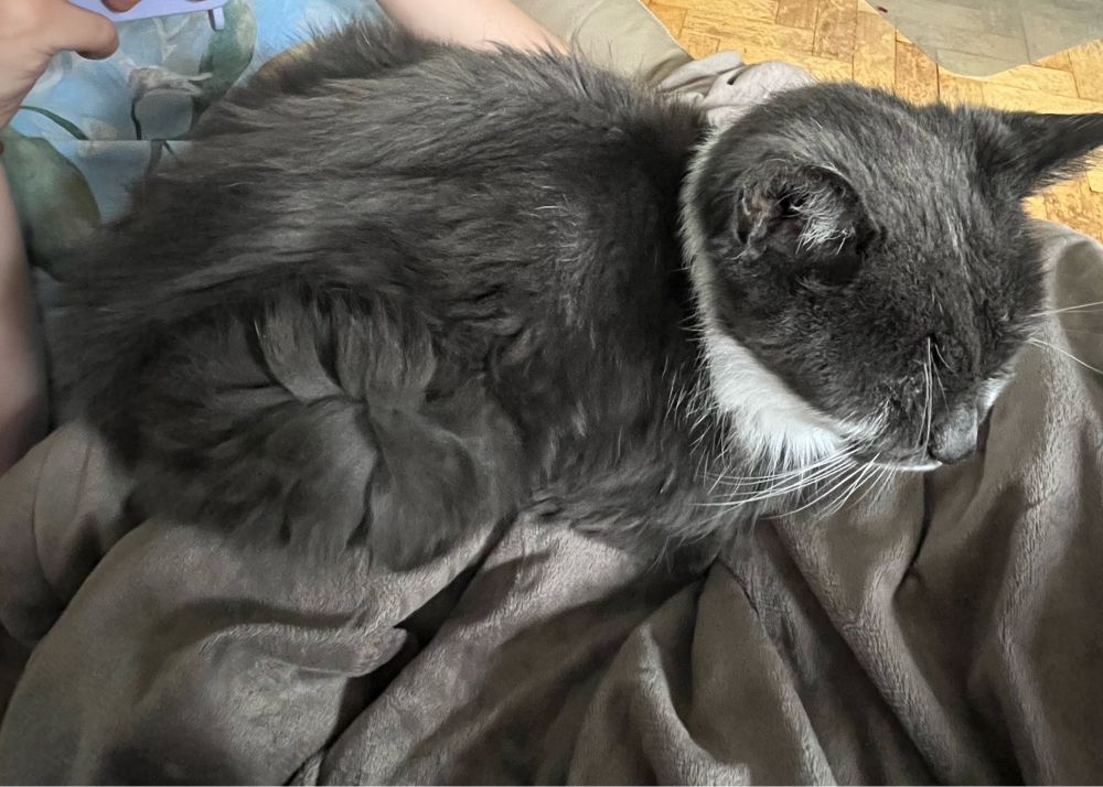 Arthritic geriatric cat I hear you say