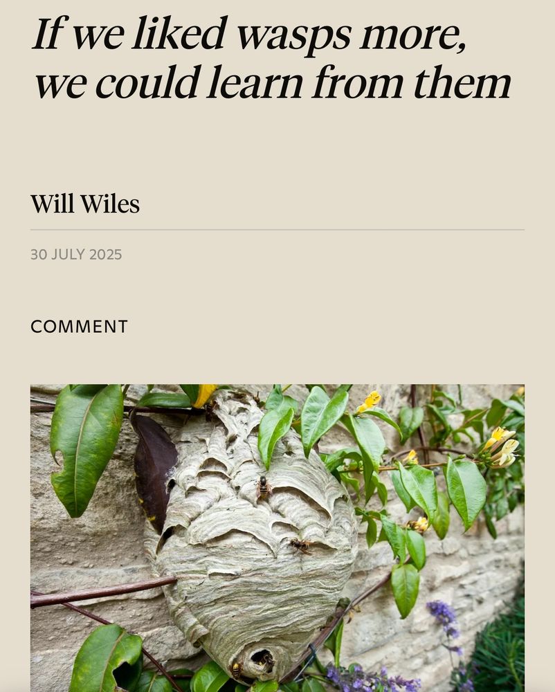 Magazine think piece : If we liked wasps more, we could learn from them.
