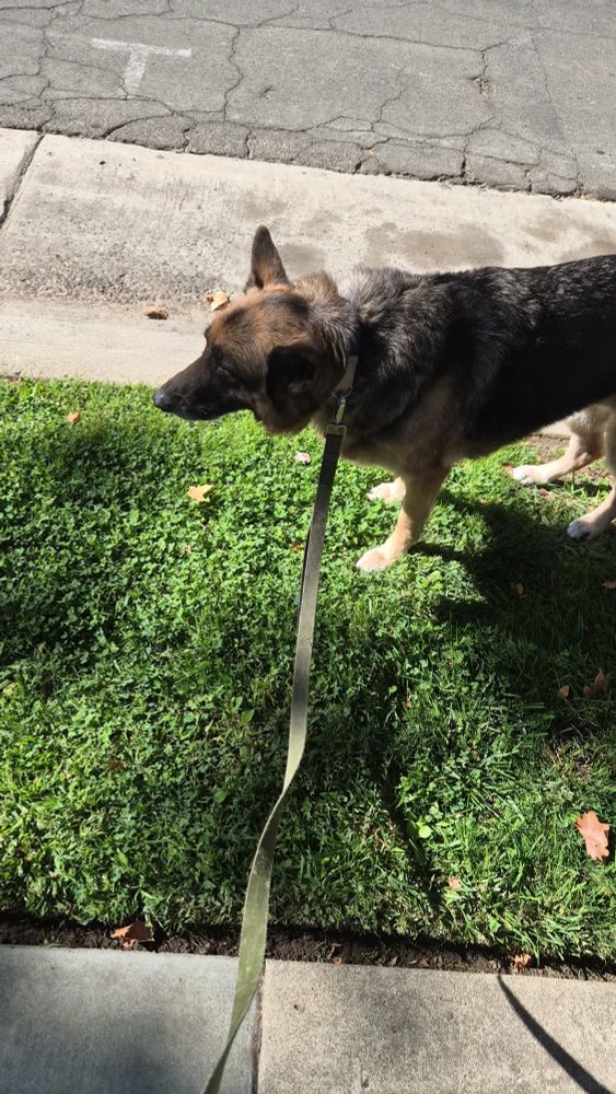 Nixon is standing in the grass with her leash on.  