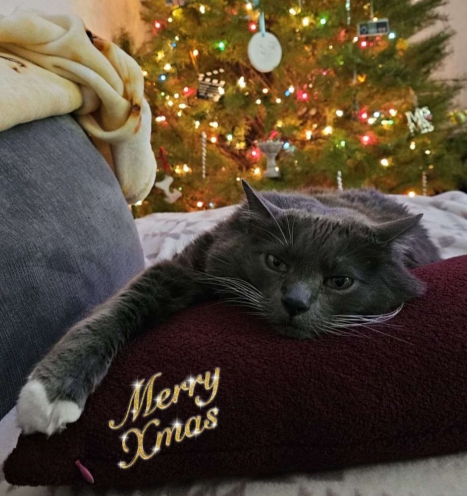 My Russian blue mix cat Tenzin with white sock toes lounging on a pillow on the couch with a lit up Christmas tree behind him. He looks completely ready for everyone to go to bed so he can get some peace. 