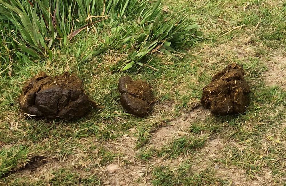 Three big clumps of manure sit on green and yellow grass.
