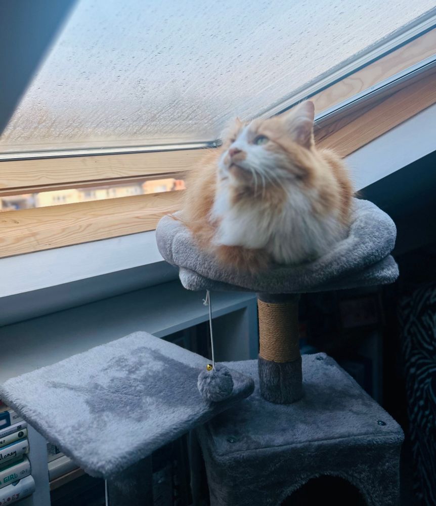 A photo of a fluffy orange cat looking out through a skylight window.