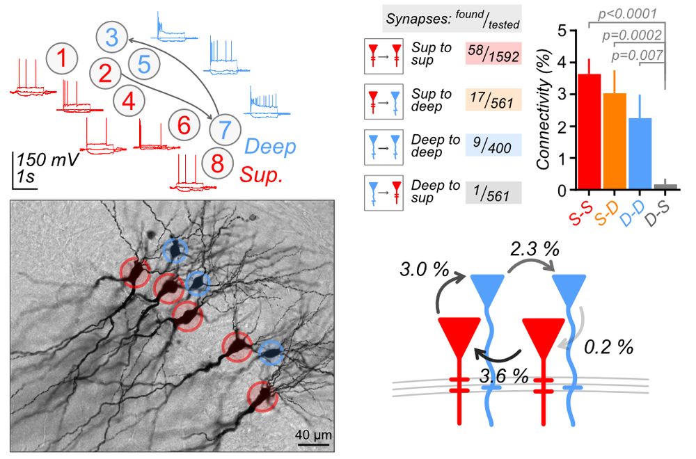 Composite figure showing staining (lower) and schematic (upper left) of a multicellular recording containing two PN subtypes (superficial, red; and deep, blue). Right: Connectivity measurements within and between subtypes show similar connectivity from superficial cells to both other superficial cells and deep cells, whereas deep cells preferentially connect to other deep cells.