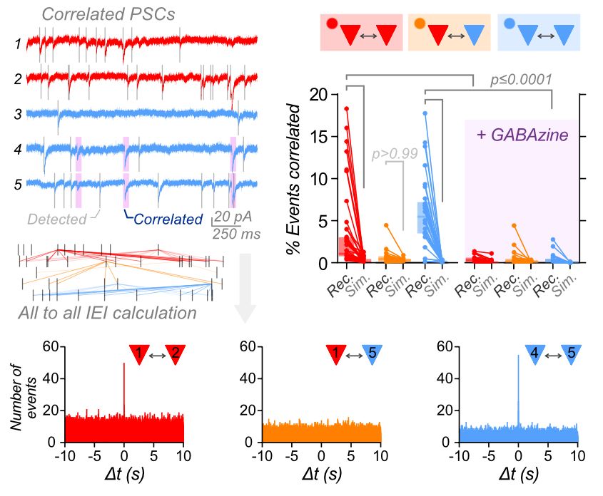 Composite figure showing (upper left), spontaneous PSC recording with correlated input into specific cells (purple). Cross-correlograms (lower) showed specific coincident input at t=0 onto pairs of PNs of the same subclass. Quantification (upper right) confirmed this effect, which could be blocked with the GABAAR antagonist GABAzine (purple).