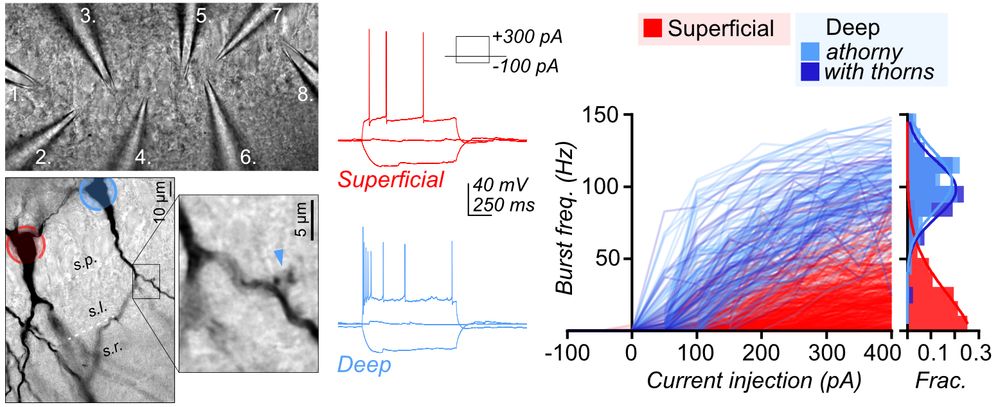 Collection of figures showing (upper left), multicellular patch-clamp recording pipettes in tissue, (lower left) example superficial (red) and deep (blue) pyramidal neuron stainings, with indicated thorns (arrowhead), and (right) graph of burst firing frequency for CA3 pyramidal neurons showing segregation of two subclasses.