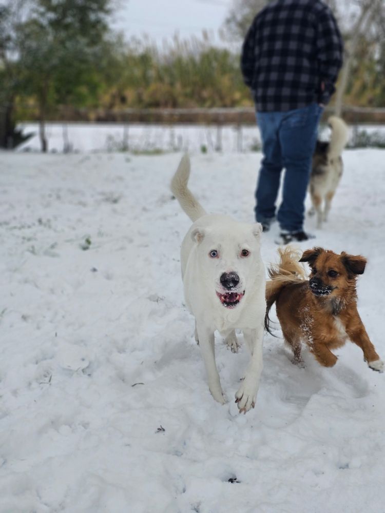 A yard blanketed in snow with 2 dogs playfully chasing each other