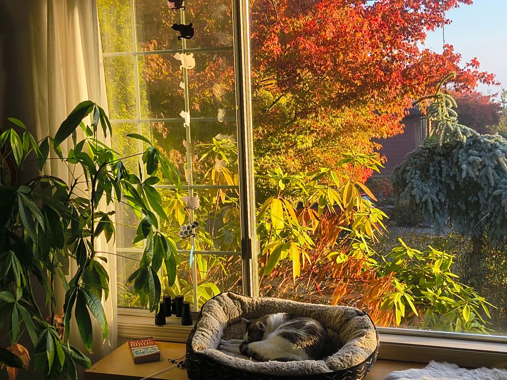 A white and tabby cat sleeps curled up in a fluffy cat bed, in front of a large window. Outside the window, the morning sun illuminates orange, green, and red leaves on a maple tree and rhodadenren bushes. 