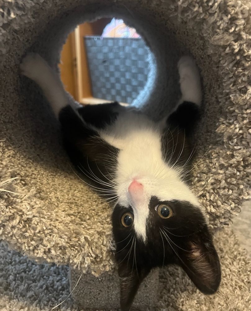 A tiny 11 week old black and white kitten rolling around in a donut-shaped house lined with a carpet. 