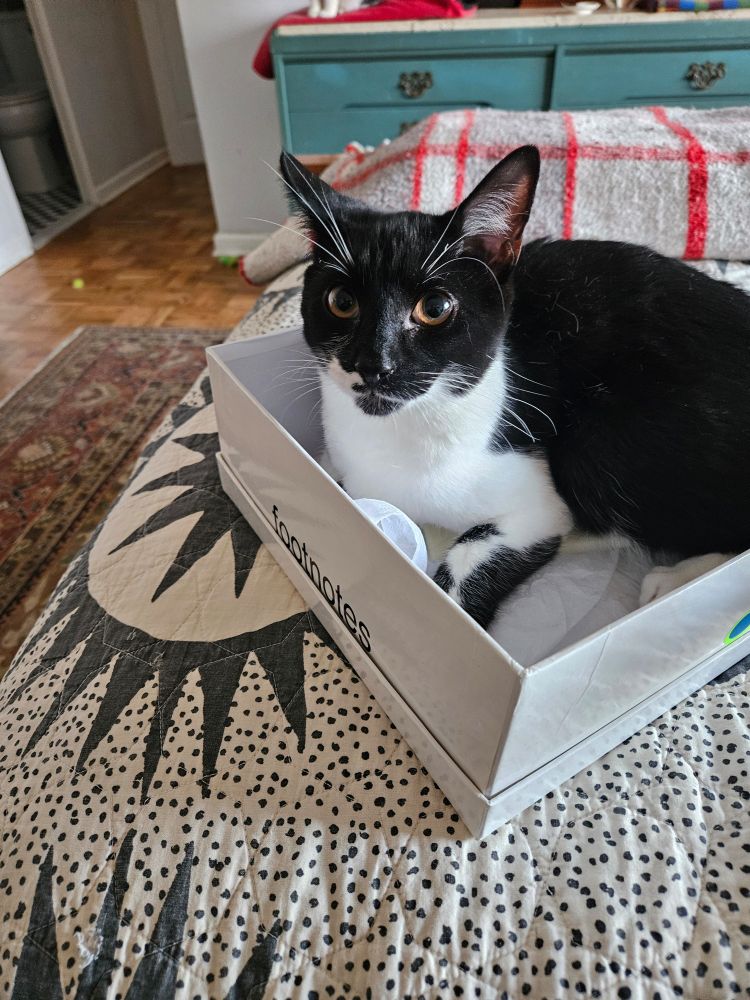 George the 8 month old foster kitten sits in his favorite shoebox and he'll fight you if you try to take him out. 