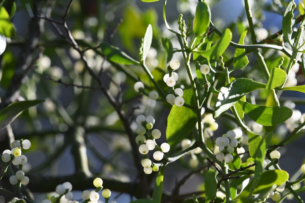 Closeup of mistletoe, with green leaves and white berries