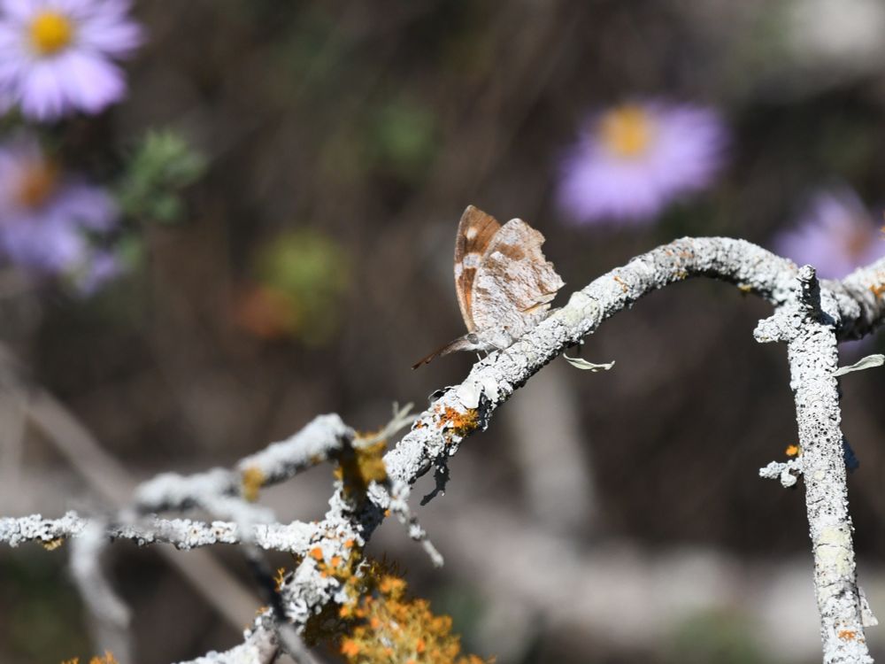 Snout butterfly sitting on a tree branch. Its wings are the same color as the branch.