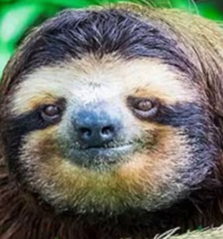 image of a sloth