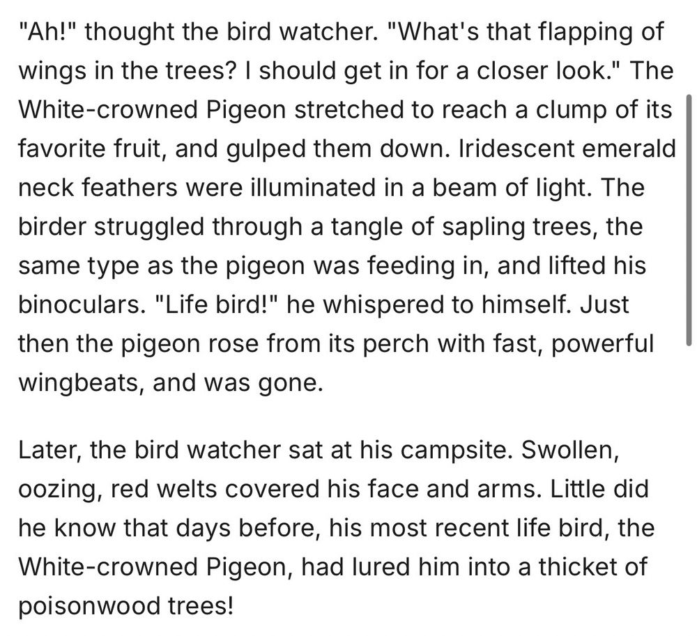 "Ah!" thought the bird watcher. "What's that flapping of wings in the trees? I should get in for a closer look." The White-crowned Pigeon stretched to reach a clump of its favorite fruit, and gulped them down. Iridescent emerald neck feathers were illuminated in a beam of light. The birder struggled through a tangle of sapling trees, the same type as the pigeon was feeding in, and lifted his binoculars. "Life bird!" he whispered to himself. Just then the pigeon rose from its perch with fast, powerful wingbeats, and was gone.

Later, the bird watcher sat at his campsite. Swollen, oozing, red welts covered his face and arms. Little did he know that days before, his most recent life bird, the White-crowned Pigeon, had lured him into a thicket of poisonwood trees!

