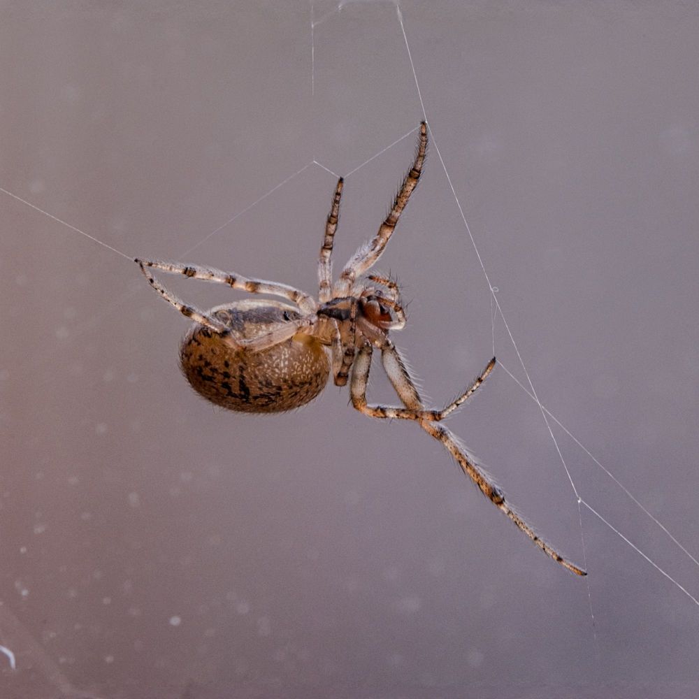 A close up shot of a small spider holding on to it's web