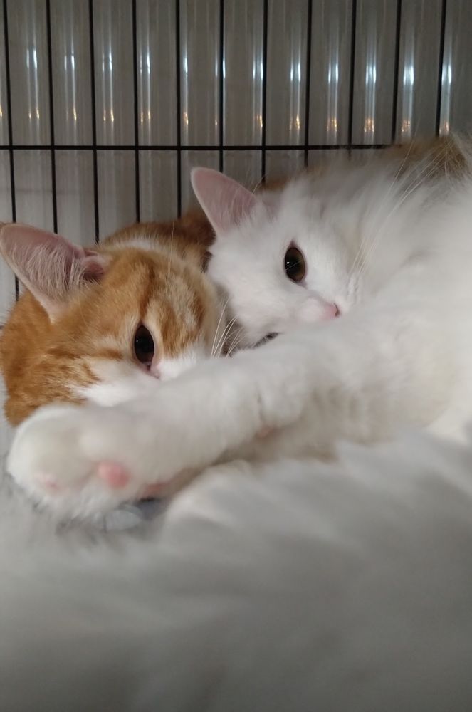 眠いにゃーーーーーーーーん🐱