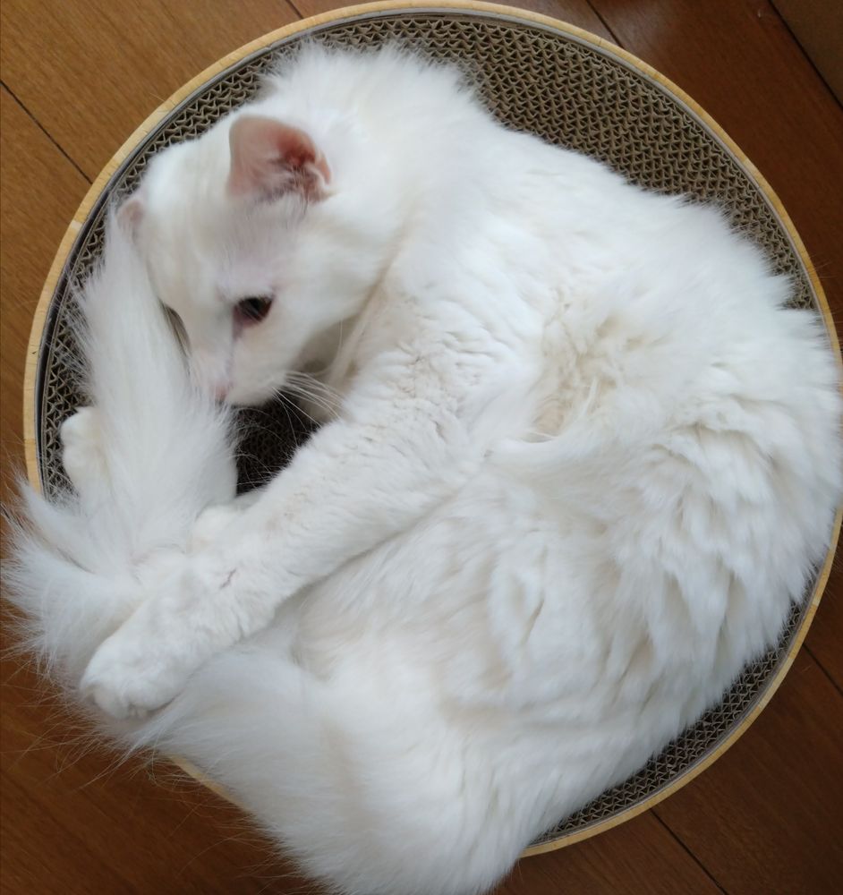 長毛ですが、保護猫なので何の雑種かわからない子です。