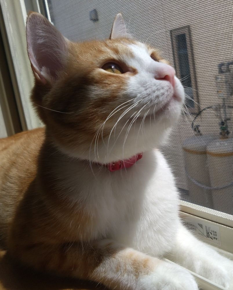 日向ぼっこでニッコリ( ◜𖥦◝ )