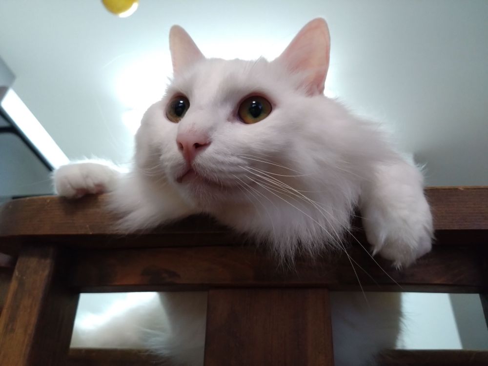 子供たちを見守るもふもふ