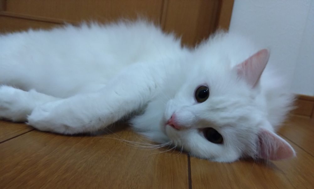 遠くを見ているネコ