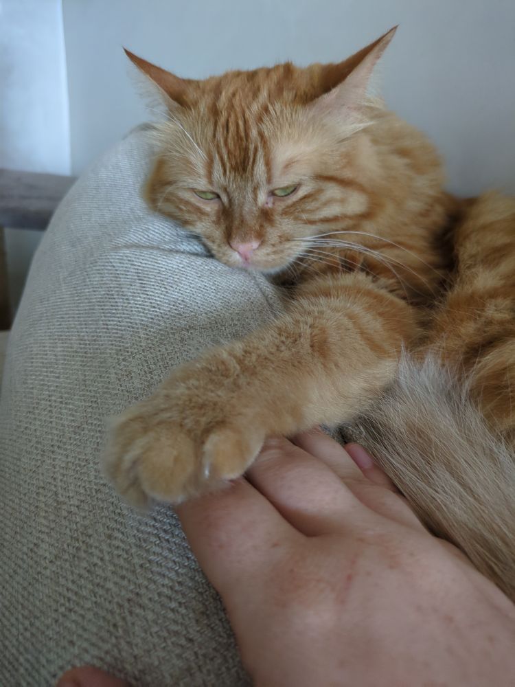 A fluffy orange cat rests on the back of a couch, her paw holding onto a human hand. 