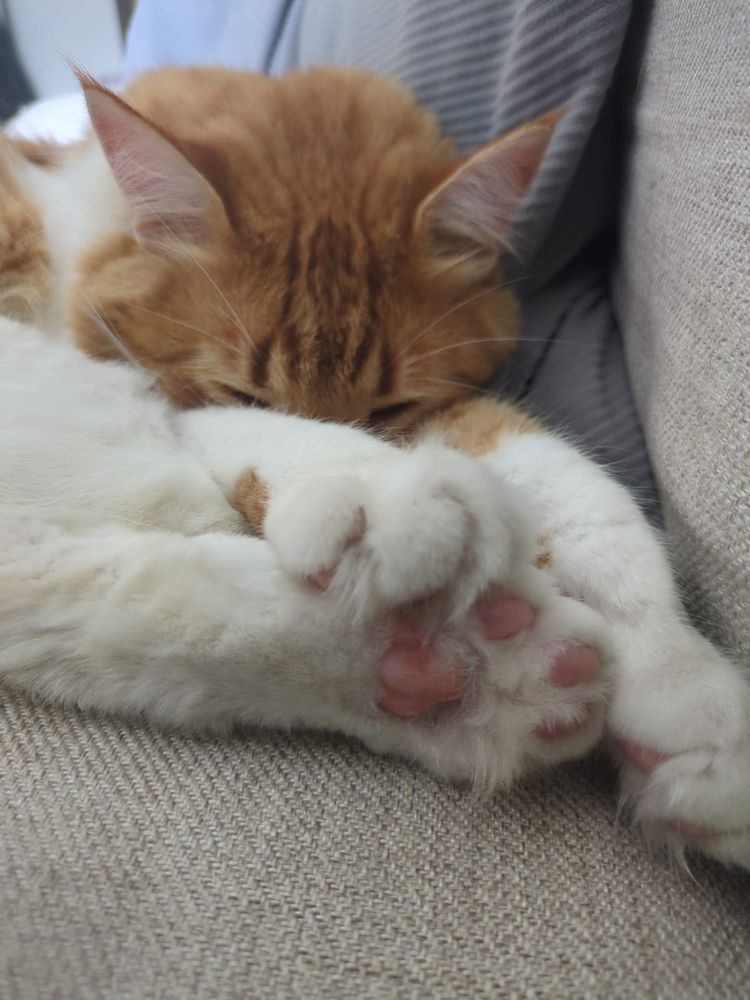 An orange and white cat sleeps in a shrimpy pose, clutching his feet and showing off his toe beans.