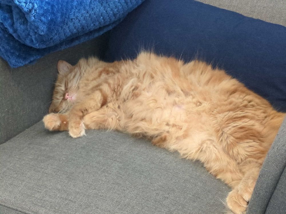 A floofy orange cat naps on an armchair with her flufftastic belly on full display.