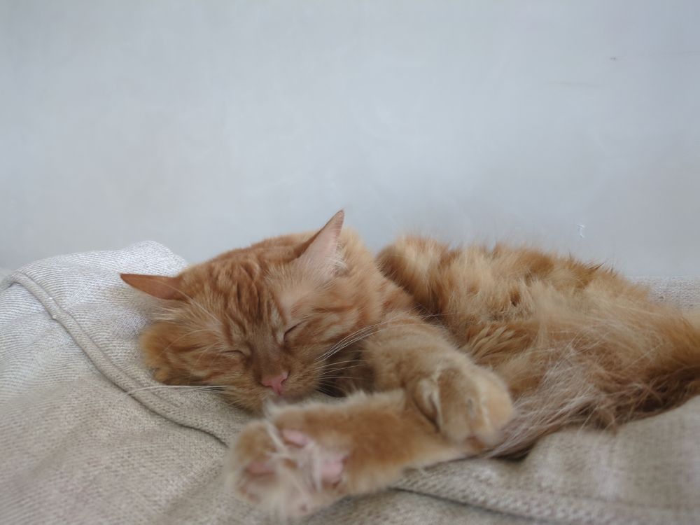 A very fluffy orange cat shows off her toe beans in a full shrimp-mode nap. 