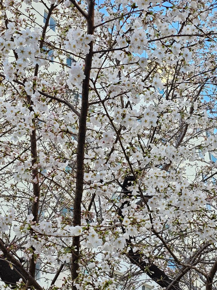 하늘을 배경으로 벚꽃이 핀 아침 풍경