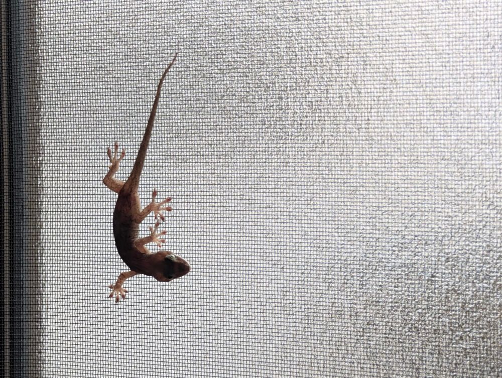 窓を渡るヤモリ / A gecko passing by a window