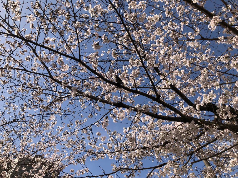Oiseau hiyodori perché sur une branche de cerisier en fleurs.