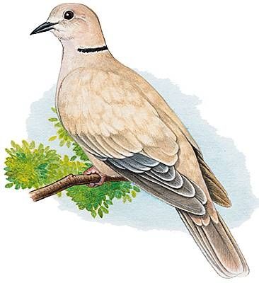 Un arrêté paru au Journal officiel vendredi 29 août autorise, après cinq années d'interdiction, les chasseurs à tuer les tourterelles des bois.🙃🙈🙀😱🤬😤😵‍💫🤔❗❗❗ MAIS QUEL RETOUR À LA PRÉHISTOIRE 😭😭😭