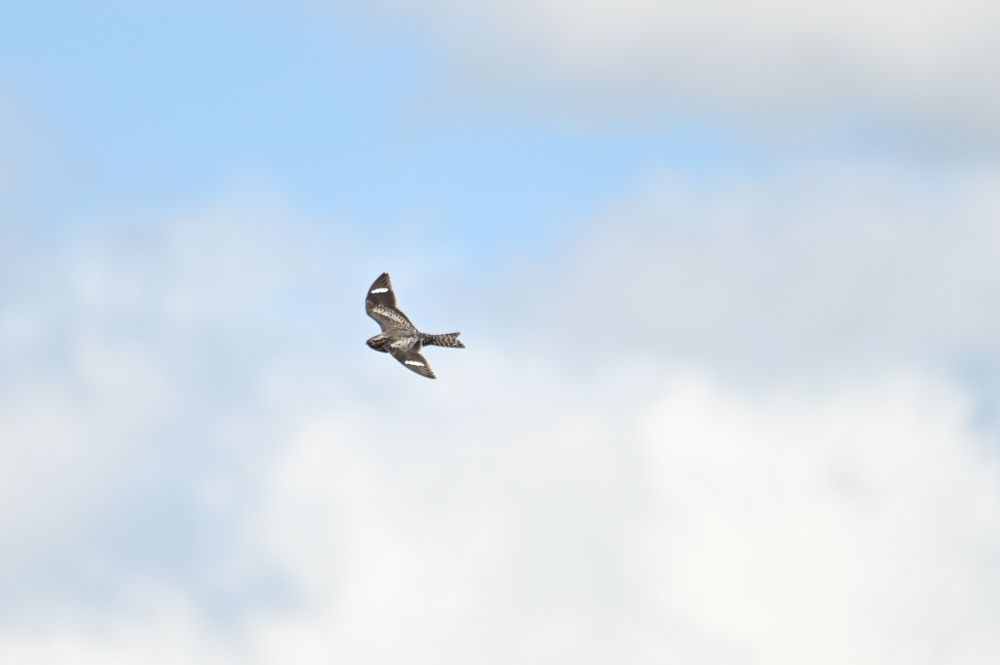 A flying nighthawk with horizontal wings, making its back and stubby head visible to the camera.