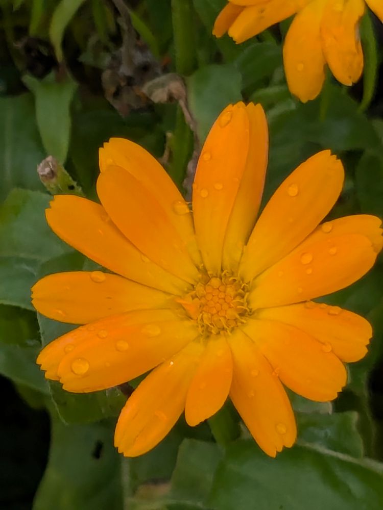 A bright yellow calendula flower with rain drops.