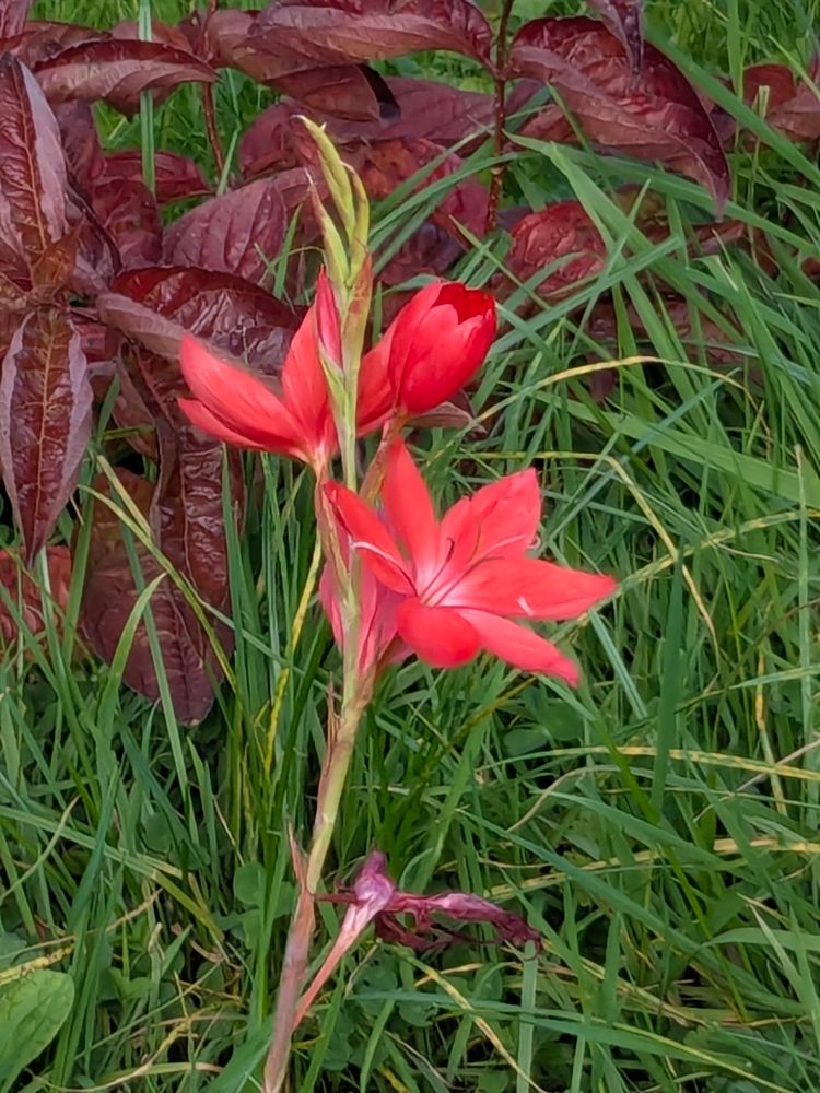 A red flower the name of which escapes me ( something like hesperantus?)