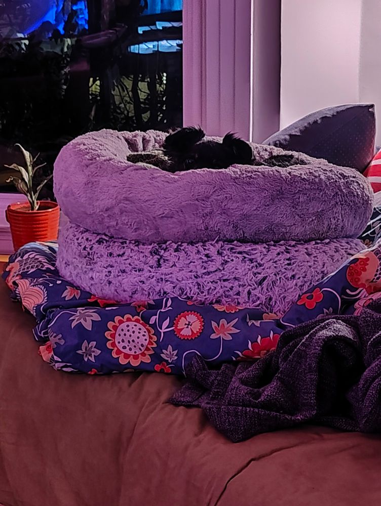 a little black dog head peeking out from a donut bed atop another donut bed atop a duvet atop a human bed