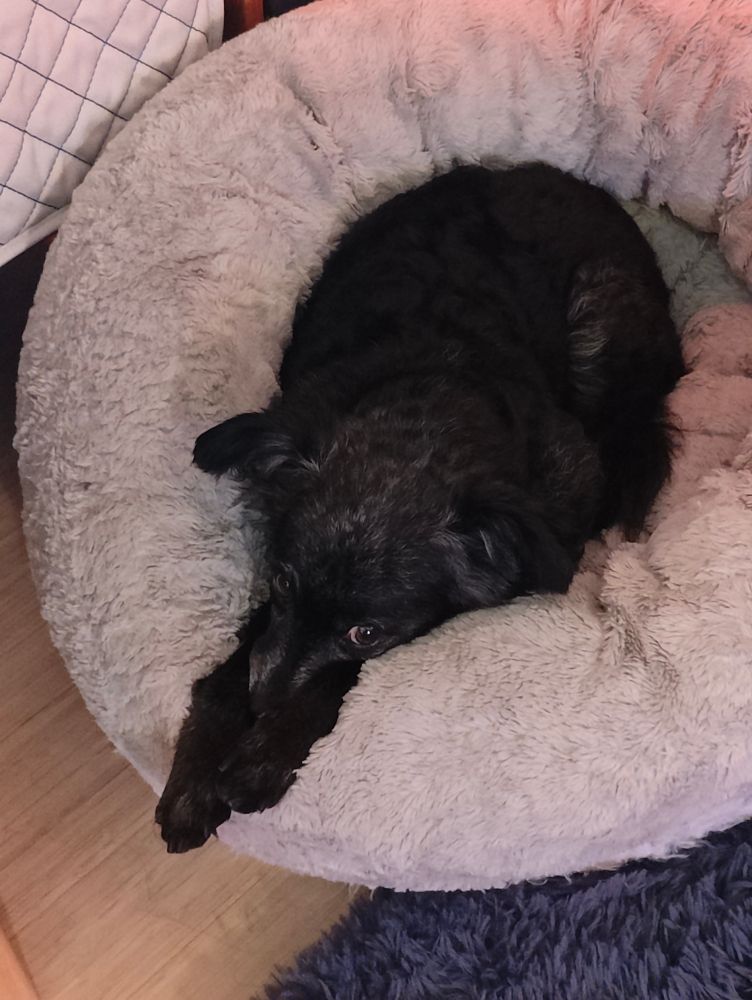 little fuzzy black dog lays in his donut bed with his head smooshed between his feet, looking really cute