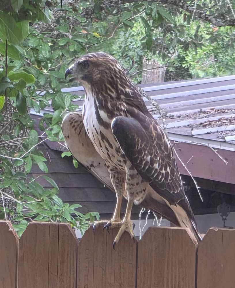 Some raptor perched on my fence 