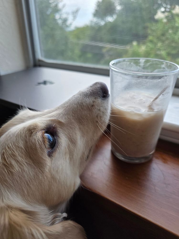 Jaxes love horchata!